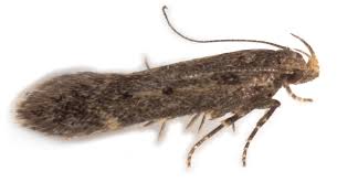 Image result for Bryotropha senectella