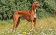 Azawakh Hound Dog Breed Profile | PetMD