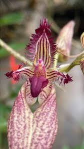 Image result for Bulbophyllum vulcanicum