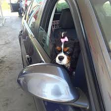 told mama to buy me a bmw because it stands for badass margot wins cavalier king charles spaniel with cavalier king charles king charles spaniel king charles