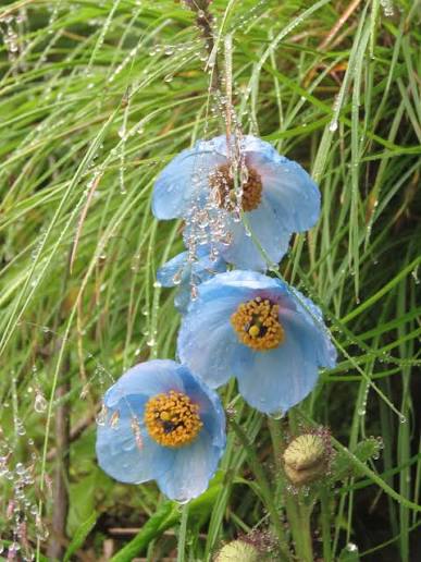 Meconopsis betonicifolia var. pratensis (blue poppy)