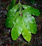 Image result for Pouteria adolfi-friederici