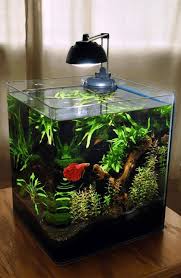 Here are some of the best fish tanks for betta fish. Buying And Caring For A Betta Fish In Singapore Quick Facts