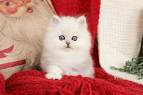 Pre-Loved Persian Kittens For Sale Doll Face Persian ...