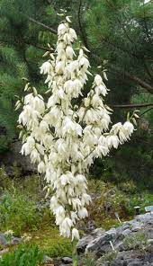 Yucca Filamentosa Cure Nursery