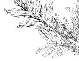 Image result for Phyllanthus bernierianus