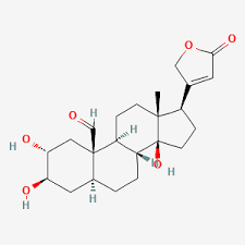 Image result for Calostephane