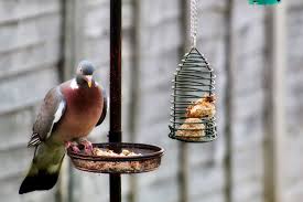 Do you want to keep pigeons as pets? How To Keep Pigeons Away From Bird Feeders
