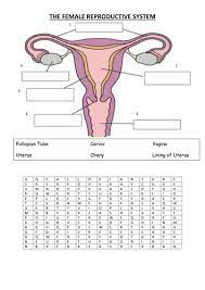Female Reproductive System Teaching Resources