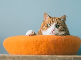 Male tabby cats especially have a lot of character, so the name you choose for them really does matter. 19 Orange Cat Names