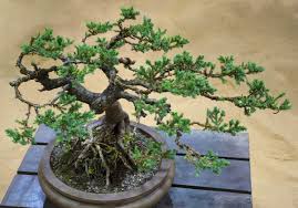 Unusual foliage color evergreen needled other: 14 Terrific Trees That Make The Best Bonsai