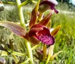 Image result for Eulophia livingstoneana
