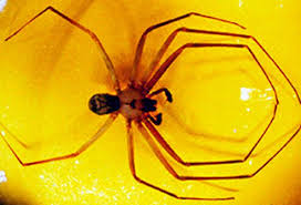 The black widow spider can be found on every continent except antarctica. Spider Bites Black Widow Vs Brown Recluse First Aid