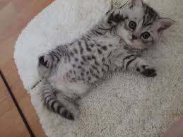 Image Result For British Shorthair Silver Tabby Blue Eye Silver Tabby Kitten Tabby Kitten Silver Tabby Cat