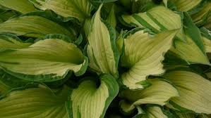 Maybe you would like to learn more about one of these? Fresh Green Leaves Of Hosta Stock Footage Video 100 Royalty Free 28238959 Shutterstock