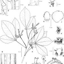 Image result for Allophylus tanzaniensis