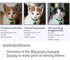 Tumblr Animals Humane Society Cats Kittens Funny