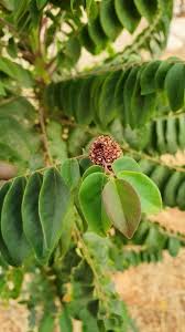 Image result for Phyllanthus boehmii