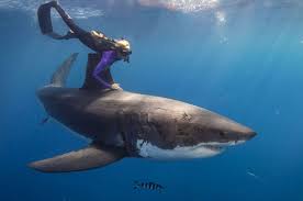 Maybe you would like to learn more about one of these? Gran Tiburon Blanco Todo Lo Que Necesitas Saber