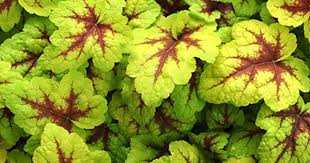 Shade Plants Make Low Light Gardens Pop With Color Sunset Shade Plants Plants Shade Garden