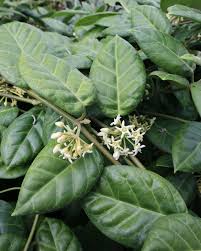 Image result for Marsdenia macrantha