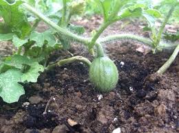 Growing Watermelon Step 5 How To Grow Watermelon Watermelon Backyard
