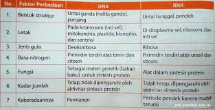 Jelaskan Persamaan Dan Perbedaan Dna Dengan Rna Blog Pak Pandani