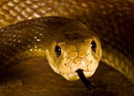 Coastal Taipan Oxyuranus Scutellatus Found In An Arc Along The East Coast From Norther Dangerous Animals In Australia Dangerous Animals Australian Animals