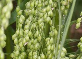Image result for Panicum merkeri