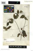 Image result for Aspilia ciliata