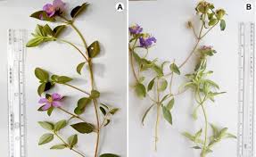 Image result for Dissotis alata