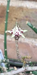 Image result for Ceropegia cimiciodora