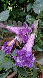 Pin Di Fruits And Flowers