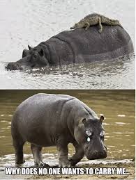 Time For Some Hippos 15 Funny Memes To Make Your Sunday Better Hippo Funny Funny Memes