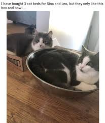 It holds cats up to 10 pounds, and it would be a perfect fit for a light cat. 15 Cats That Will Sleep Literally Anywhere That Isn T Their Bed