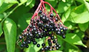 What is the benefit of agava? answered by dr. Elderberry Benefits Natural Health Guide