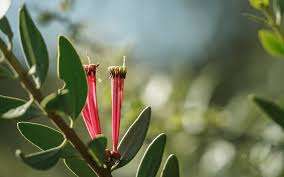 Image result for Actinanthella