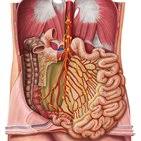 The aetiology of appendicitis depends on age. Lymphatics Of Abdomen And Pelvis Anatomy And Drainage Kenhub