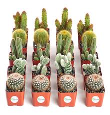 368 x 500 jpeg 21 кб. Shop Succulents Can T Touch This Collection Assortment Of Hand Selected Fully Rooted Live Indoor Cacti Plants 20 Pack Buy Online In Cayman Islands At Cayman Desertcart Com Productid 72237499