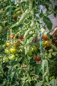 We did not find results for: Black Zebra Cherry Tomato Vertiloom