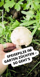 Speisepilze Kannst Du Leicht Selbst Im Garten Anbauen Pilze Im Garten Pilze Zuchten Pilze