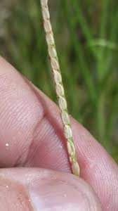 Image result for Paspalum vaginatum
