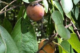 Image result for Diospyros truncatifolia