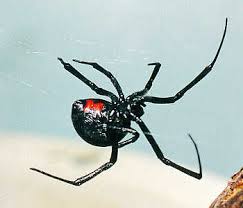 Should spiders in the house be killed? Pet Black Widow Kills Sunshine Coast Daily