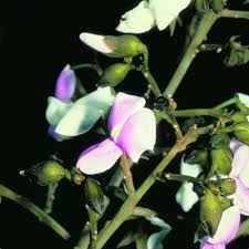 Image result for Ptycholobium plicatum