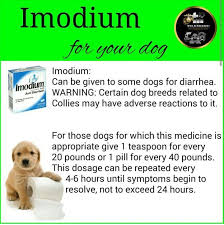 Imodium For Your Dog Pet Health Dog Care Dogs Puppies