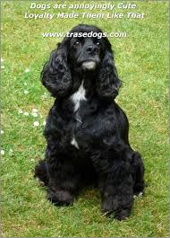 All Black American Cocker Spaniel How To Raise A Happy Dog In 2020 American Cocker Spaniel Cocker Spaniel Black Cocker Spaniel