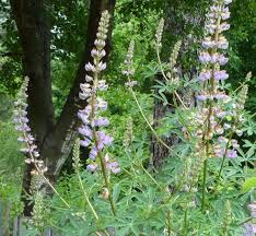 Image result for Cyperus latifolius