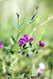 Image result for Vigna frutescens