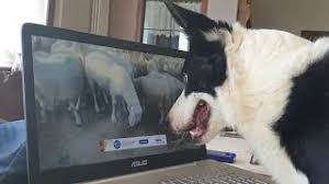 Crear y compartir tus memes online nunca ha sido tan fácil. Tsopanoskylo Doyleyei Me Thlergasia Kata Th Diarkeia Toy Lockdown Video Dokari Gr